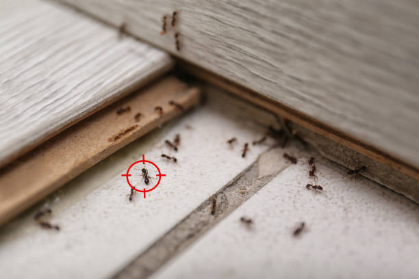 Best Pest Control for Homes  in Henderson, LA