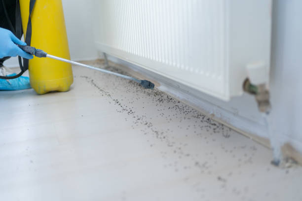 Best Affordable Pest Control Services  in Henderson, LA